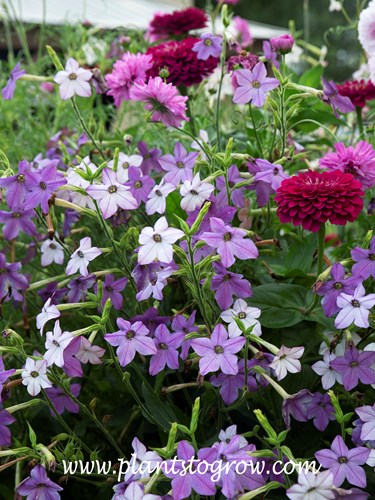 'Cranberry Isles' Flowering Tobacco (Nicotiana) 
These plants were growing with Zinnia Benary Giant Wine and Double Click Pink Cosmos.